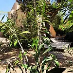 T3 Classee 3 Etoiles Proche A Pied San Cipriano Holiday home *